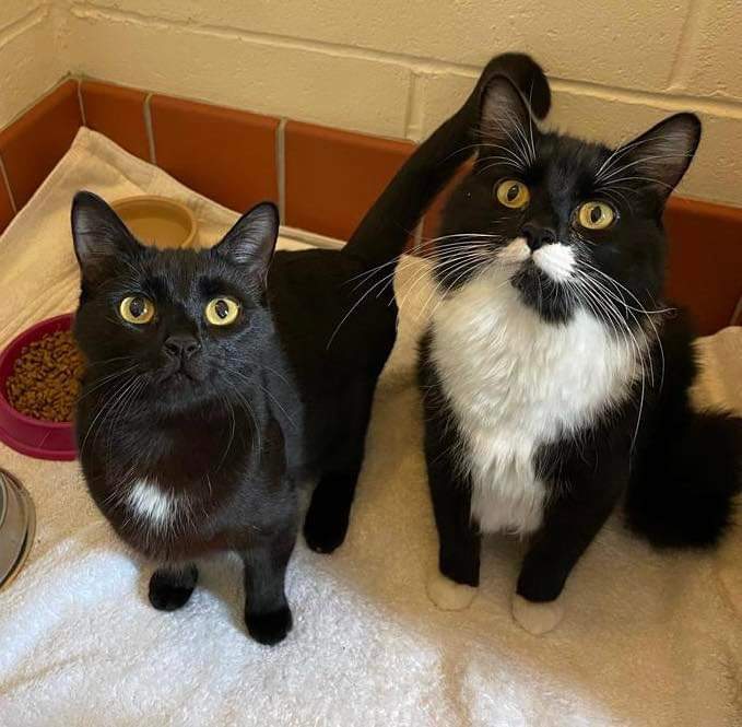 RSPCA_TheArk's tweet photo. You will not find more bonded or loving sisters than Popsy and Belle. They both came to us heavily pregnant, with Belle giving birth while in our reception! They've been through a lot together! Whoever gets to adopt these sisters will be very lucky indeed.
https://t.co/GINJjzEhI9 https://t.co/aohqZYCve2