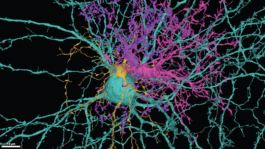 SciShots: A quartet of #brain cells @AllenInstitute alleninstitute.org/what-we-do/bra… v/ @enilev #neuroscience #TechForGood #Tech @gerald_bader @IanLJones98 @Nicochan33 @andi_staub @SpirosMargaris @efipm @mvollmer1 @CurieuxExplorer @jeancayeux @RLDI_Lamy @pettet50 @mdrechsler @cocottine2