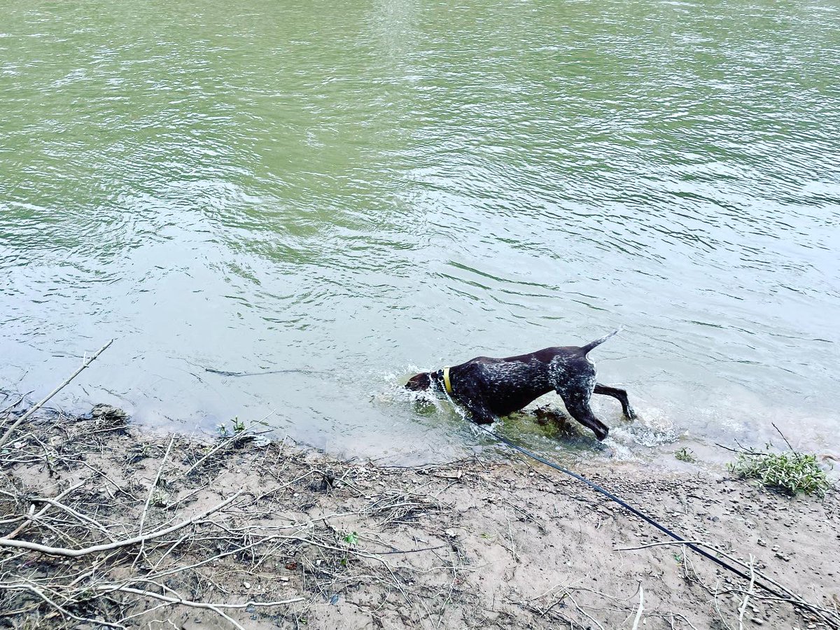 DPDK9Apollo's tweet photo. Mostly I’m a bird dog. Sometimes I’m a fish dog! #gsp #birddog #fishdog #k9 #policek9 #gspsoftwitter https://t.co/7N5Uya3xxj