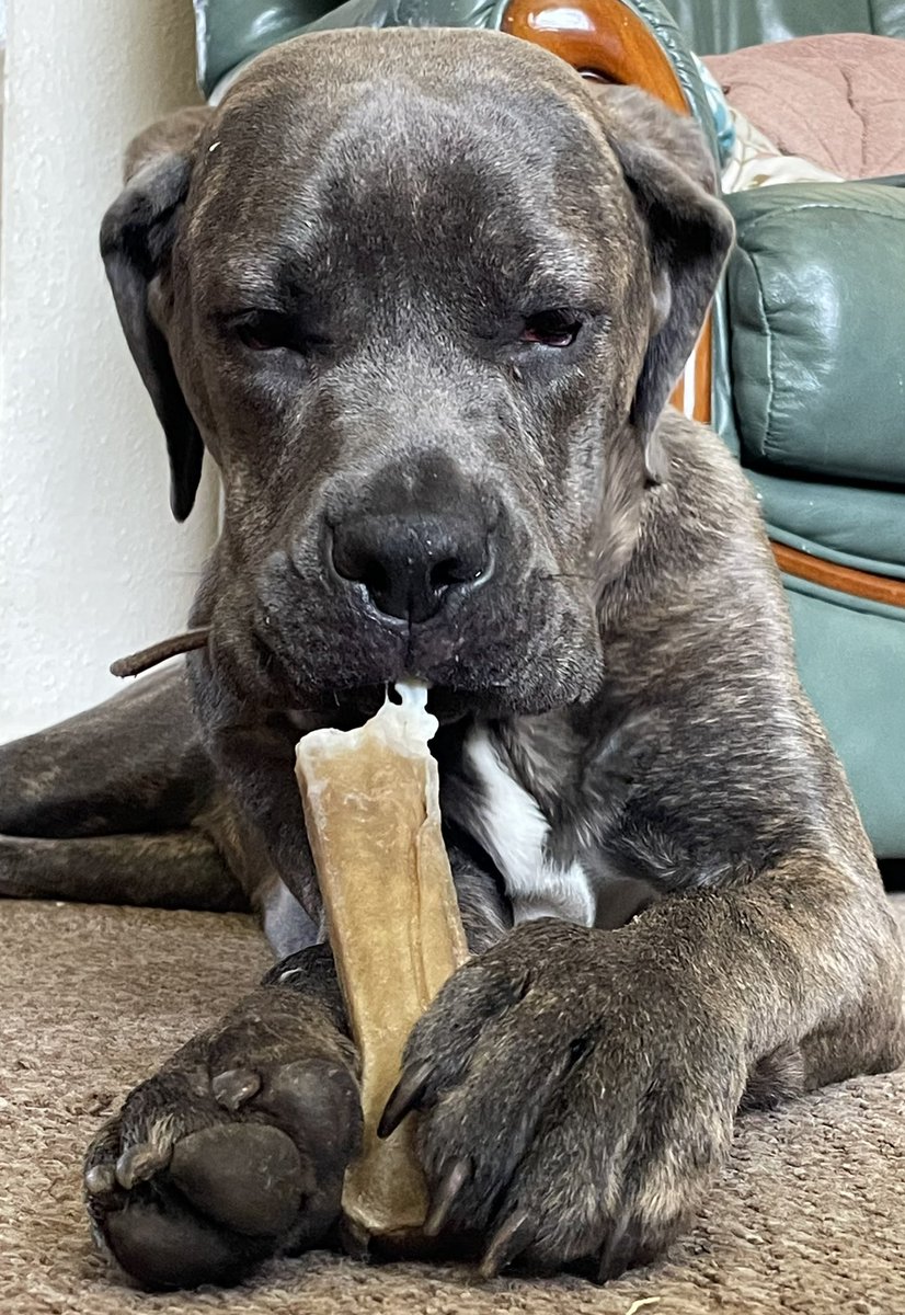 ChampsCryptic's tweet photo. Say hello to my new best friend! Harley, 7 month old Cane Corso https://t.co/OGEYVJB0ue