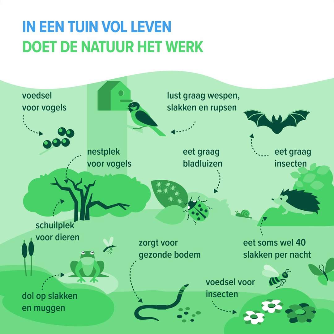 Aniek Ivens (@aniekivens) on Twitter photo Gewoon omdat ie zo leuk is en #biodiversiteit in eigen #tuin hard nodig is! #duurzaam #groen <a href="/milieucentraal/">Milieu Centraal</a> Gewoon omdat ie zo leuk is en #biodiversiteit in eigen #tuin hard nodig is! #duurzaam #groen <a href="/milieucentraal/">Milieu Centraal</a>