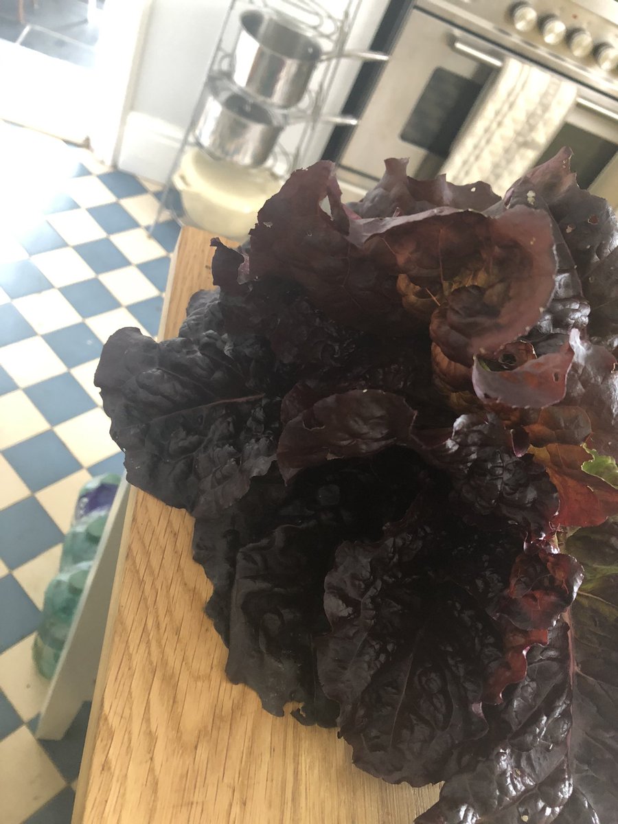 Feeling pleased to have picked the first fruit of our labours … thankfully kind allotment neighbours sent us home with more than 1 strawberry 😊#allotmentlife