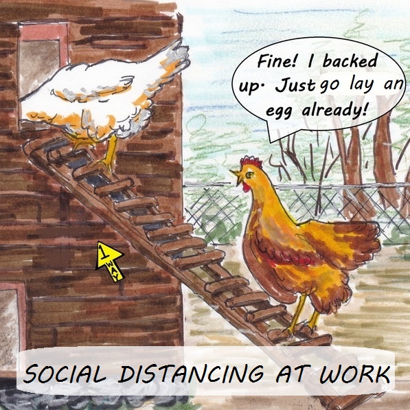 RuthiPostow's tweet photo. Social distancing is hard in the hen house...🐓
​​.⁣⁣⁣
.⁣⁣⁣
.⁣⁣⁣
#henhouse #sickchicken #socialdistancing https://t.co/ESYQliEYwn