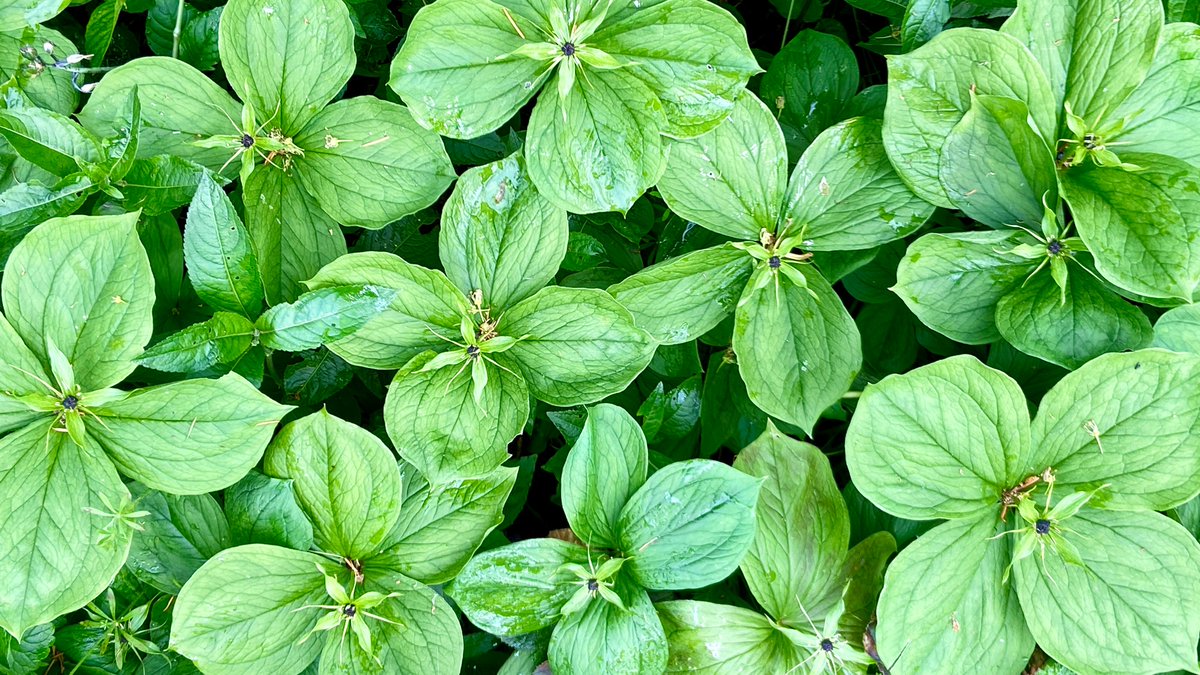 An unexpected patch of Herb Paris in the Cotswolds today for #wildflowerhour @wildflower_hour @BSBIbotany