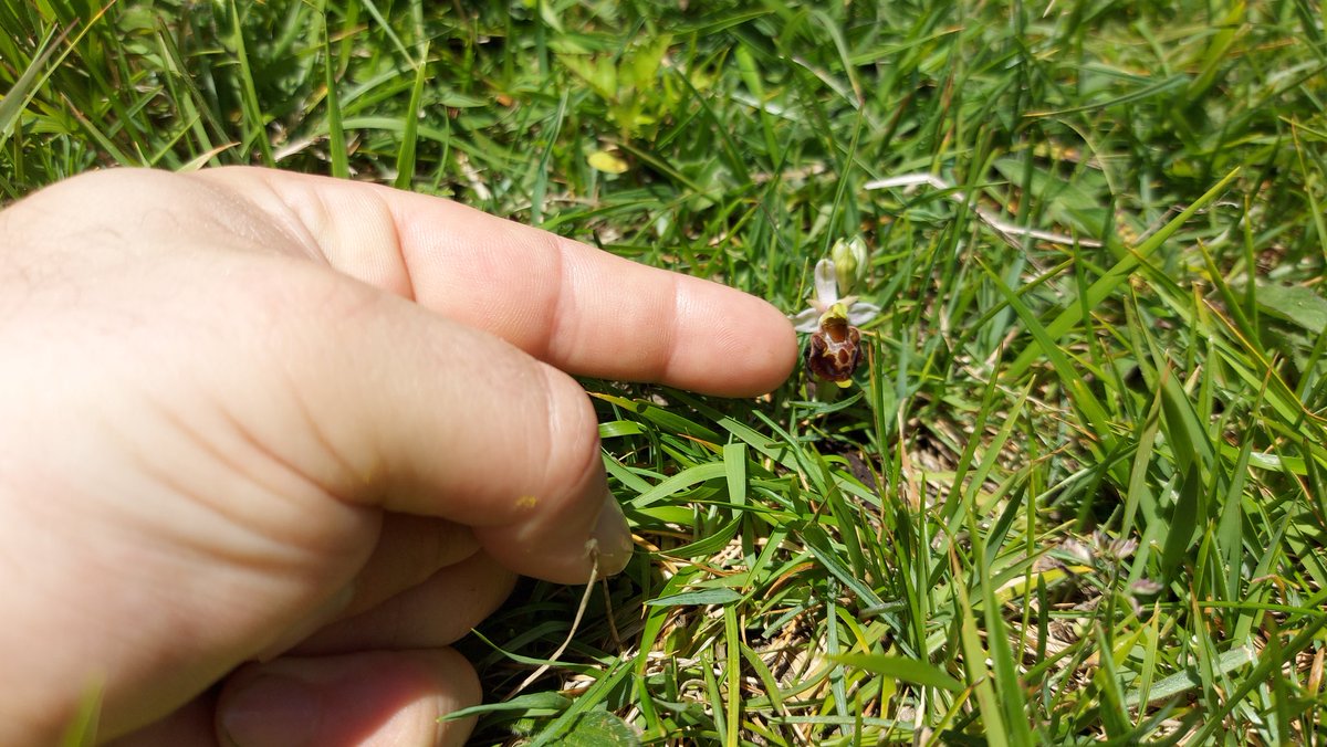 Late Spider Orchid but this one's very very small... (Kent)