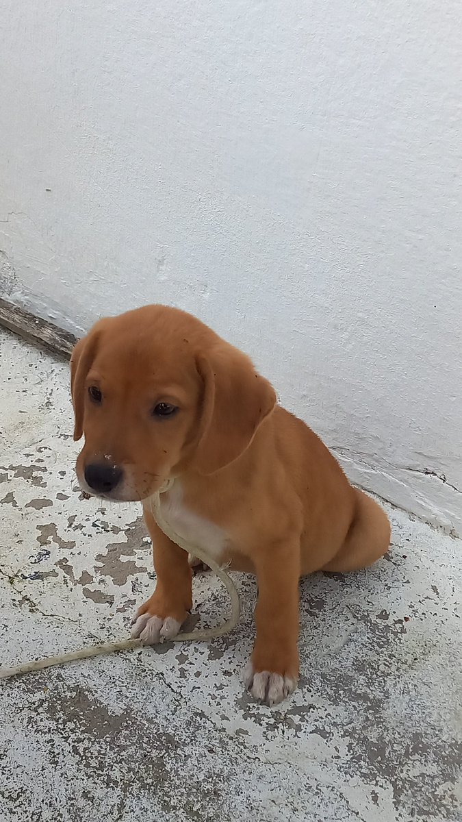 gente, eu resgatei esse cachorrinho e queria saber se alguém de Recife quer adotar ❤
se alguém se interessar, fala cmg na dm pra mais informações e p combinar direitinho! 

pfv dá rt p alcançar mais gente❤🐶