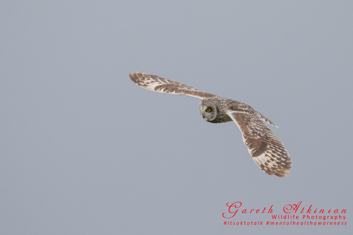 Short Eared Owl on the North Yorkshire Moors yesterday <a href="/nybirdnews/">NorthYorksBirdNews</a> <a href="/BBCEarth/">BBC Earth</a> @BBCCountryfile #BBCWildlifePOTD #BBCEarth #Yorkshire #YorkshireDales