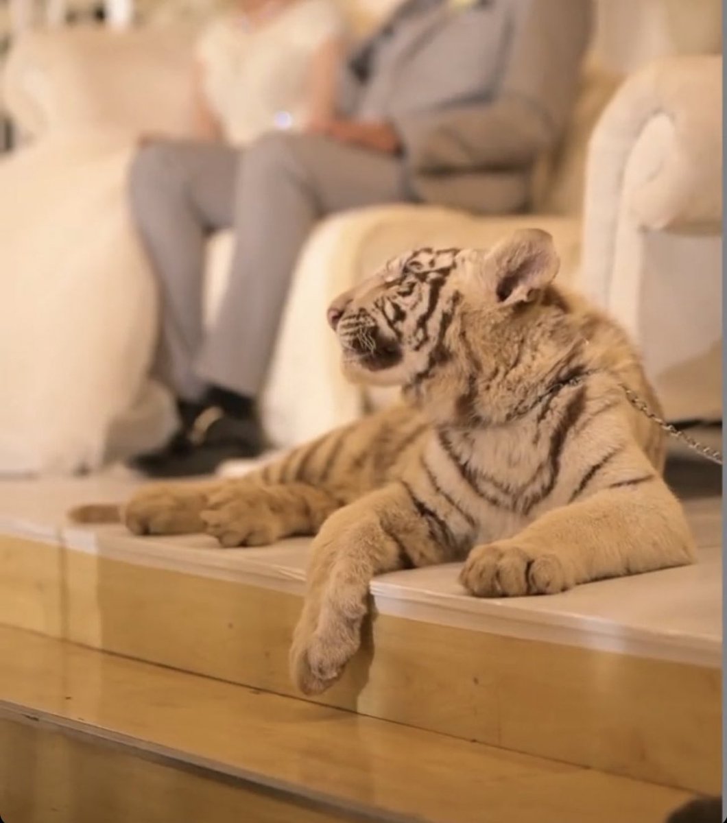 Zaakirah_Bee's tweet image. Chaining animals for human entertainment is just not okay 💔😡