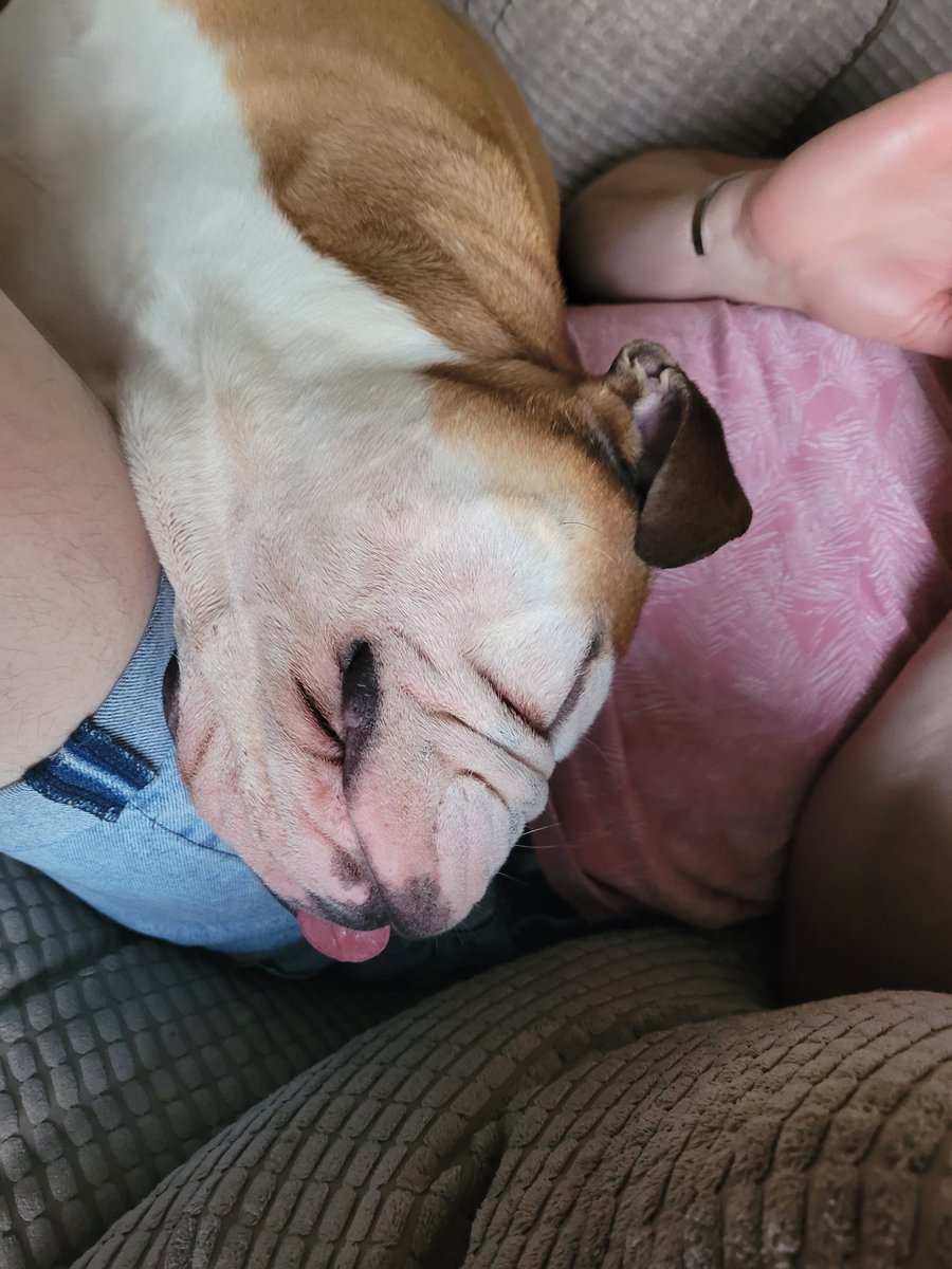 rlryan23182's tweet photo. That Sunday evening kinda feeling #bulldogsoftwitter #English bulldog #Bulldogs https://t.co/SG4qSotOGo