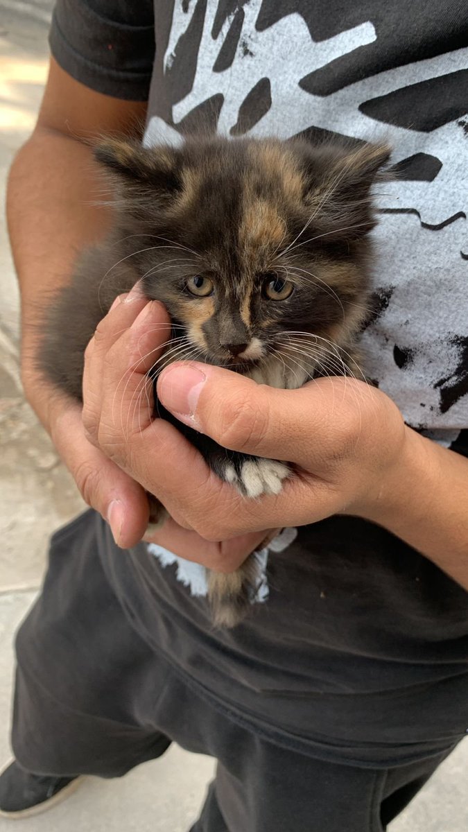 callejeritosDLV's tweet photo. caso externo 
gatita encontrada busca hogar, está desparasitada, y el veterinario le puso vitaminas, de un mes y medio aproximadamente, Jonathan  963003037 https://t.co/B35lkE92Kx