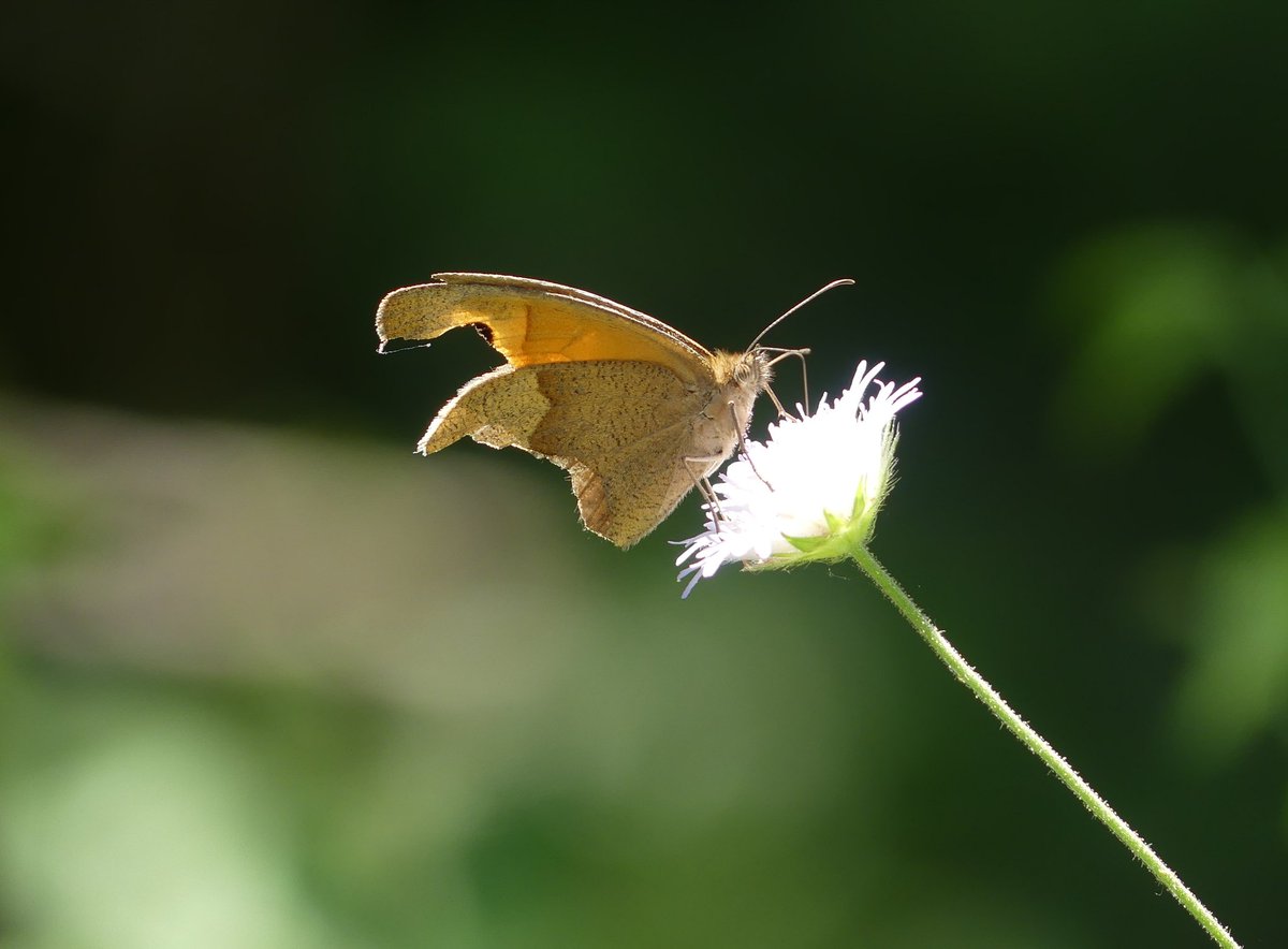 annelovesbutton's tweet image. May nature fight like this Meadow Brown butterfly in a glade deep in the Greek woods. Torn and damaged but never giving up....
#BiodiversityDay