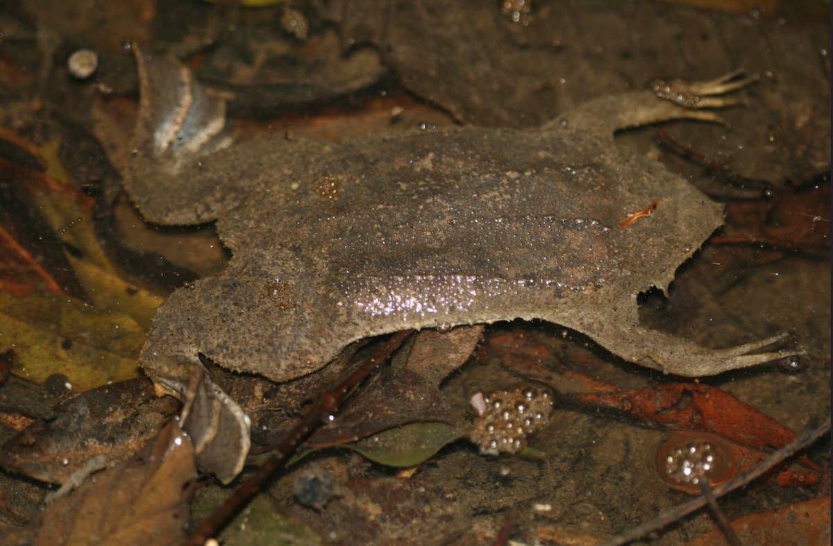 動物図鑑 on Twitter