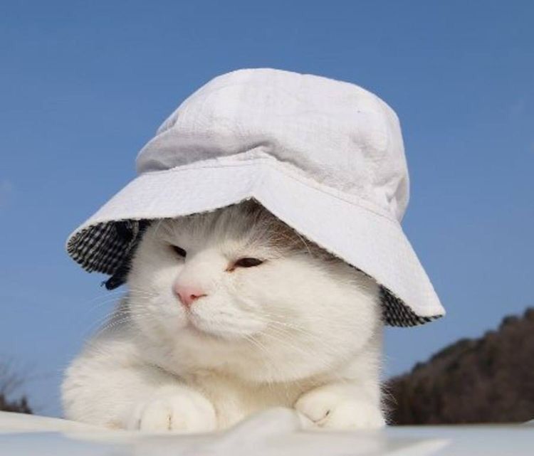 stayc as cats (@catstayc) on Twitter photo 