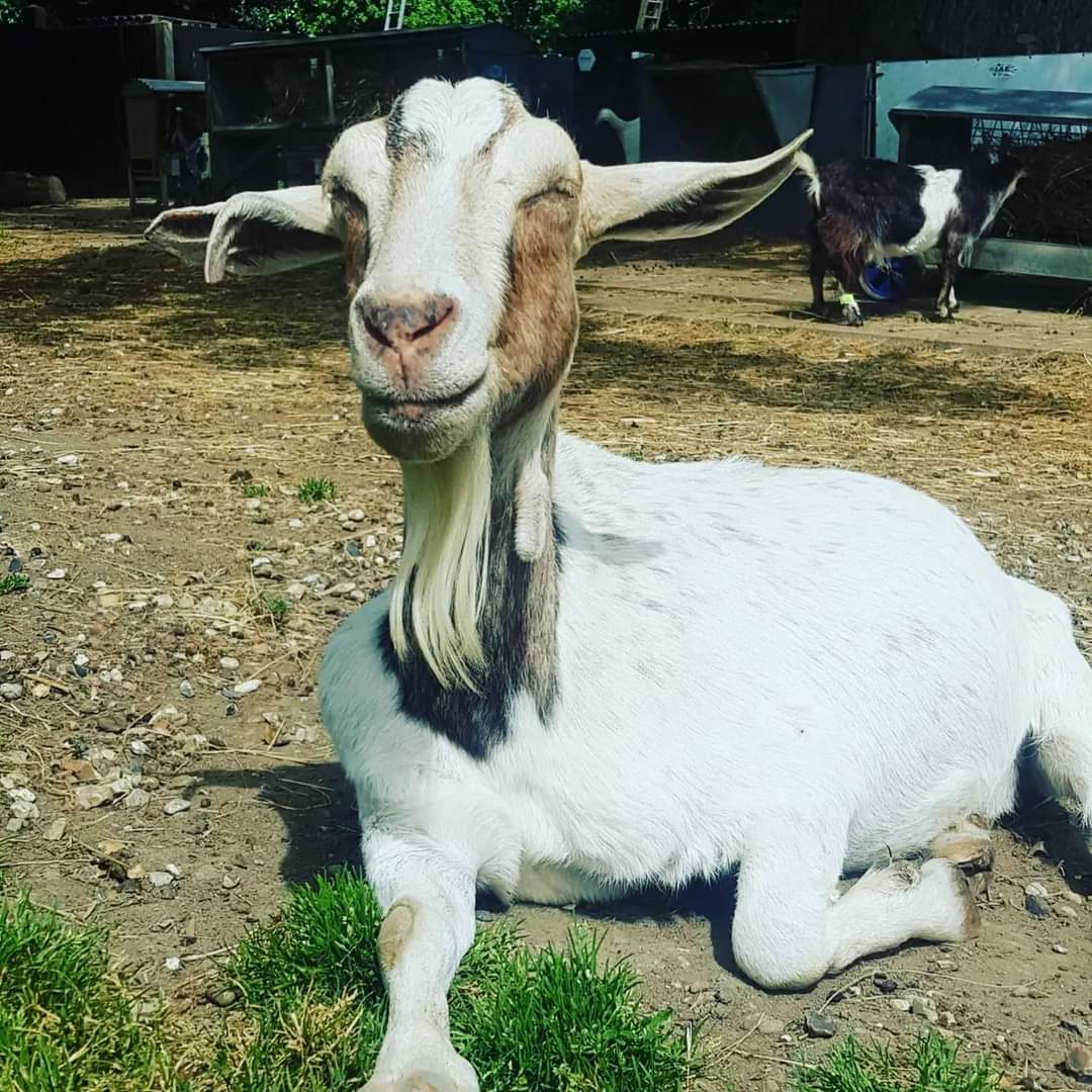 TheGrumpyGoat_'s tweet photo. Happy Sunday all 🐐🐐🐐

Photo credit @ButtercupsGoats
(If you love goats as much as we do you can donate to the awesome Buttercups Sanctuary who care for goats that have suffered and no longer have a home)

#goatsarethebest #goatlife #beautifulcreatures #welovegoats #grumpygoat https://t.co/Gx5uwPG4NI