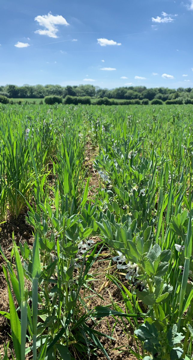 BenAdamsAgri's tweet photo. Stunning afternoon at @ShimplingPark for #agroforestryopenweekend 
Lots of brilliant ideas and discussions 
Thank you @hanslope https://t.co/1WoOmtxHSZ