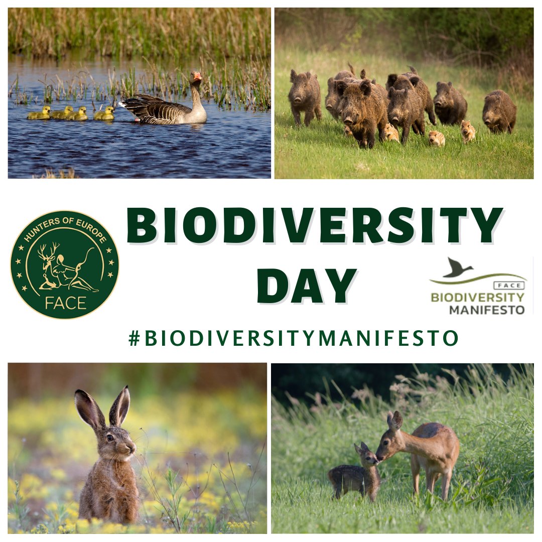 🌈 Happy🌿#BiodiversityDay! 📯 #Hunters are key players in implementing #nature restoration & #conservation policies on the ground! ⚠️ Let's work together #ForNature! 📗 See exemplary conservation projects by Europe’s hunters: biodiversitymanifesto.com #UnitedForBiodiversity