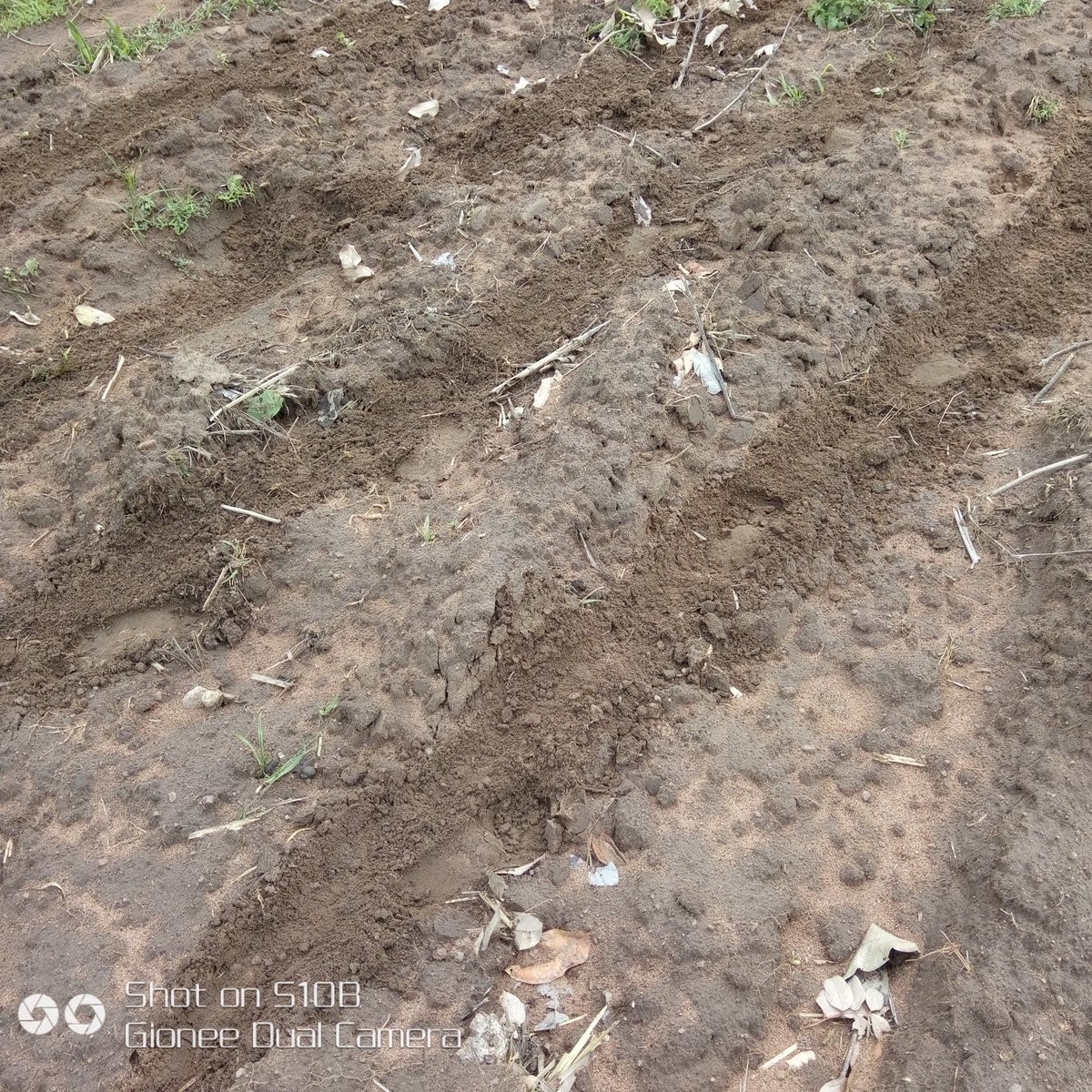 iakanbi95's tweet photo. Planting operation date 22nd/May/22
We grind on God glory... We pray for God grace... #farming #farmer #GReeNCaSTLeFaRM #agriculture #agribusiness #AgriFood #YoungAndFarming https://t.co/X7FkpLl4WS
