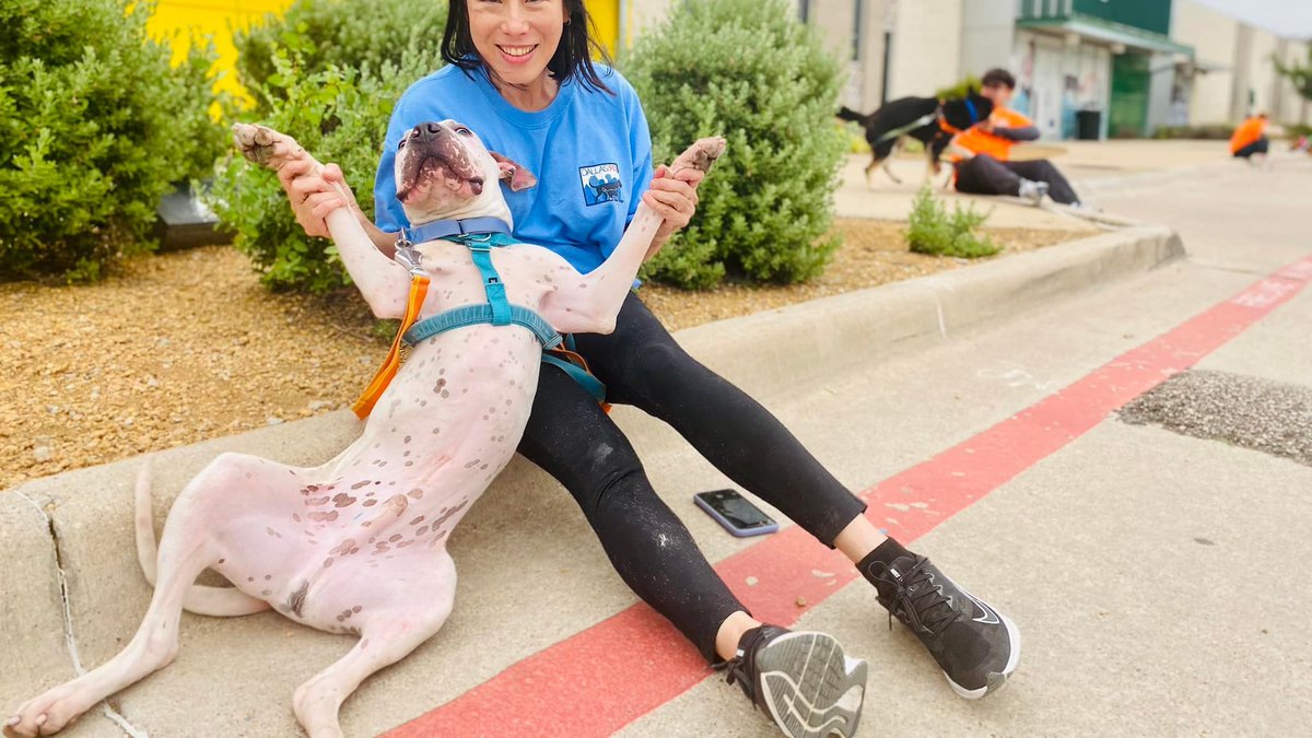 Dallas Animal Services tweet media