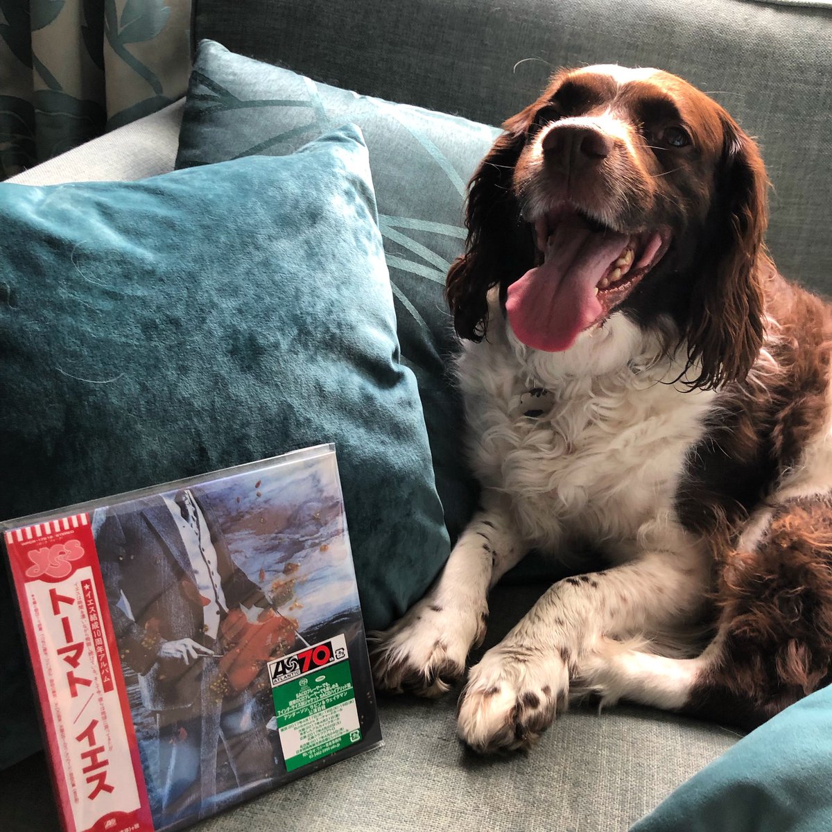 SamsonMulryne's tweet image. Going back through my photo album- this is #progdog