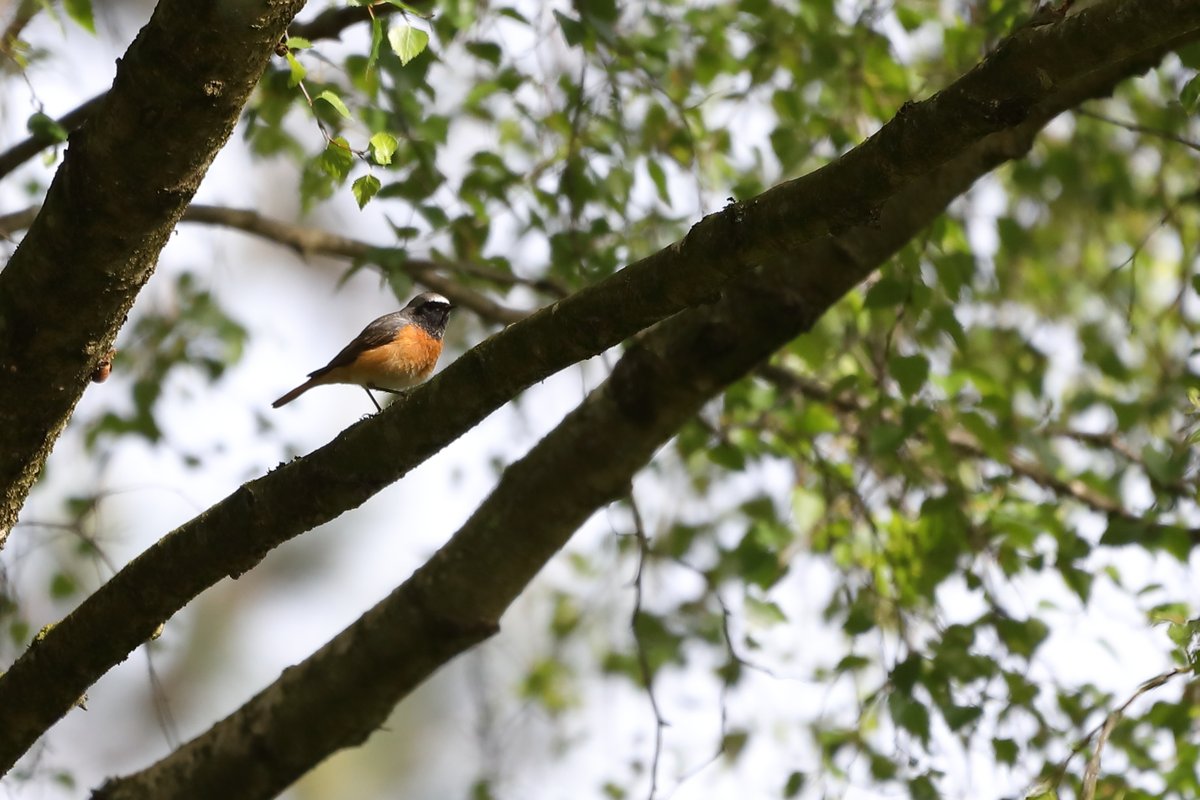 WildstartsUK's tweet image. A lovely male Redstart from yesterday's guiding — some other stuff from the day here: southdownswildlife.com/post/redstarts…