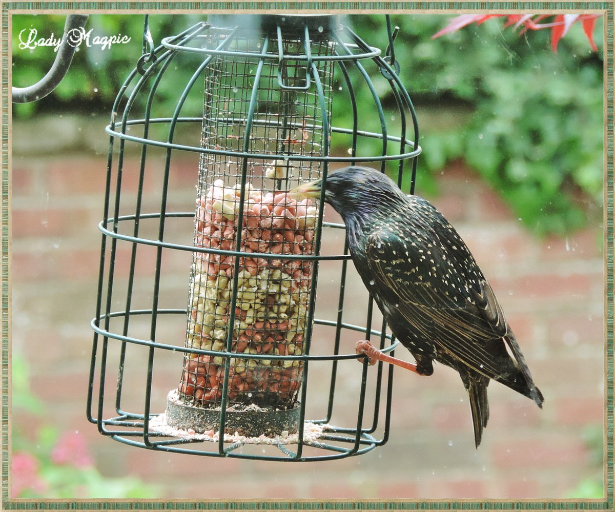 Starlings, the Scourge of my Life.
I love sitting in my comfy armchair watching my bird feeders that are only inches from the window glass. Love the small birds and Woody the Woodpecker I can put up with. Yet Starlings are the scourge of my life,