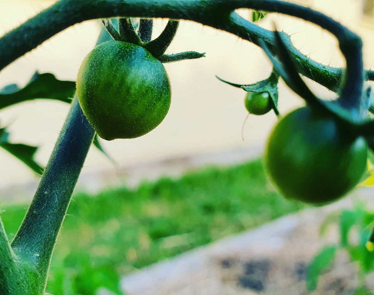 les 1eres tomates en formation (cerises) 

Cyril - petit-potager.com