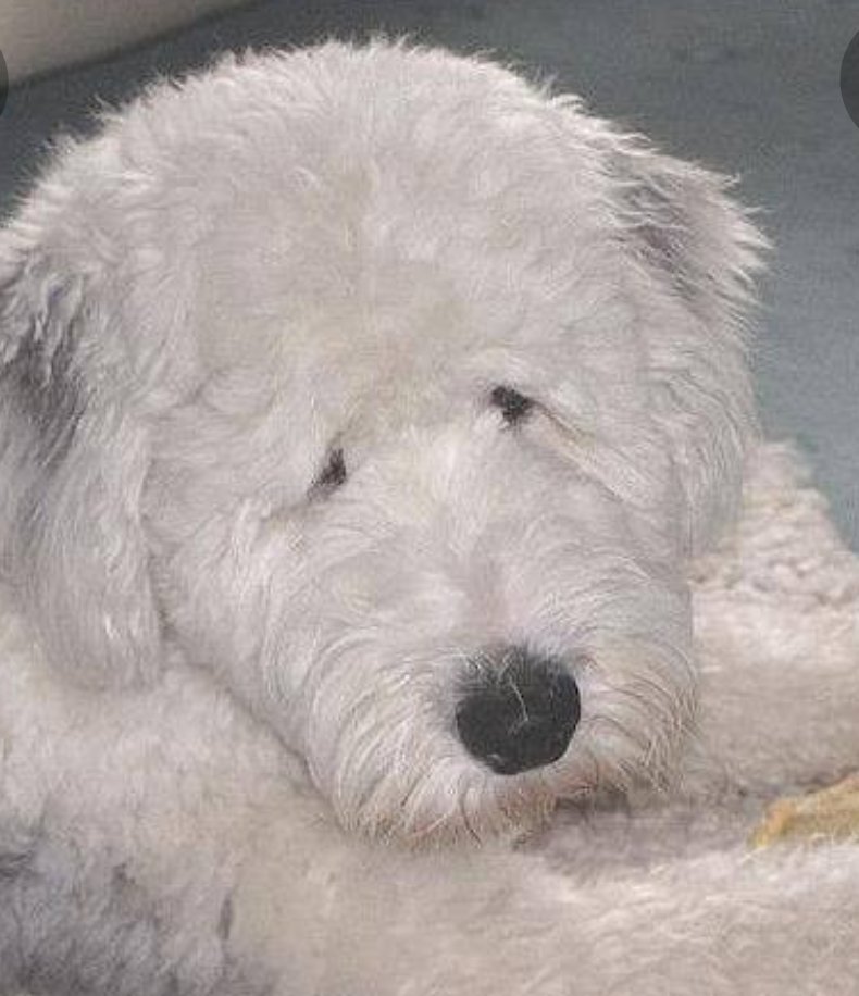 サプサル犬 Twitter Search Twitter