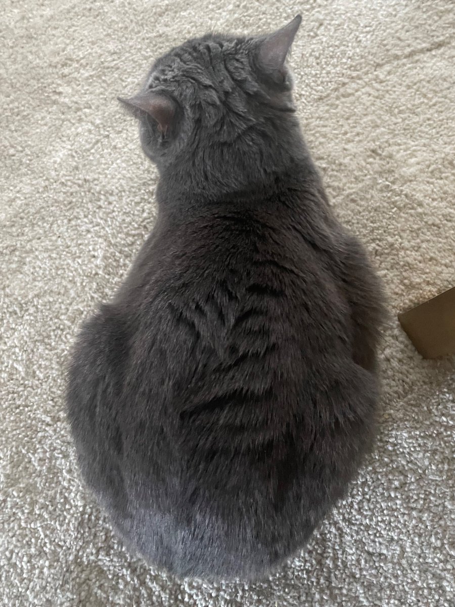 LunaTheGreyTuna's tweet photo. catato
#cat #CatsOfTwitter #catato https://t.co/wyifCmJVEY