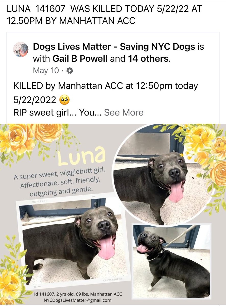 AnubisSekhmet's tweet photo. @jasonhaber @LindaBRosenthal @scottmstringer @ShawnLevyDirect @BenStiller Linda B. Rosenthal #AmyPaulin #SenGianaris #DonnaLupardo all either take $$ from the kill pound lobby in New York State AND/OR support the killing of healthy, adoptable animals in kill pounds in NYS. #scottmstringer played a role in the behemoth contract granted to @NYCACC. #SARA https://t.co/MrWTDLtqfx