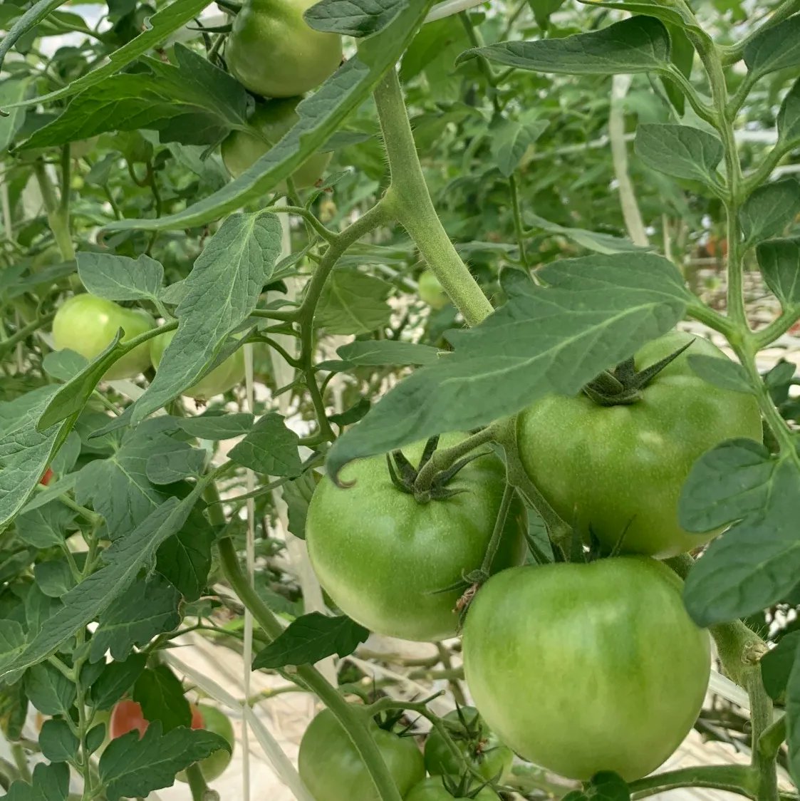 グリーングリルキセツ Kisetsu Tomato Twitter
