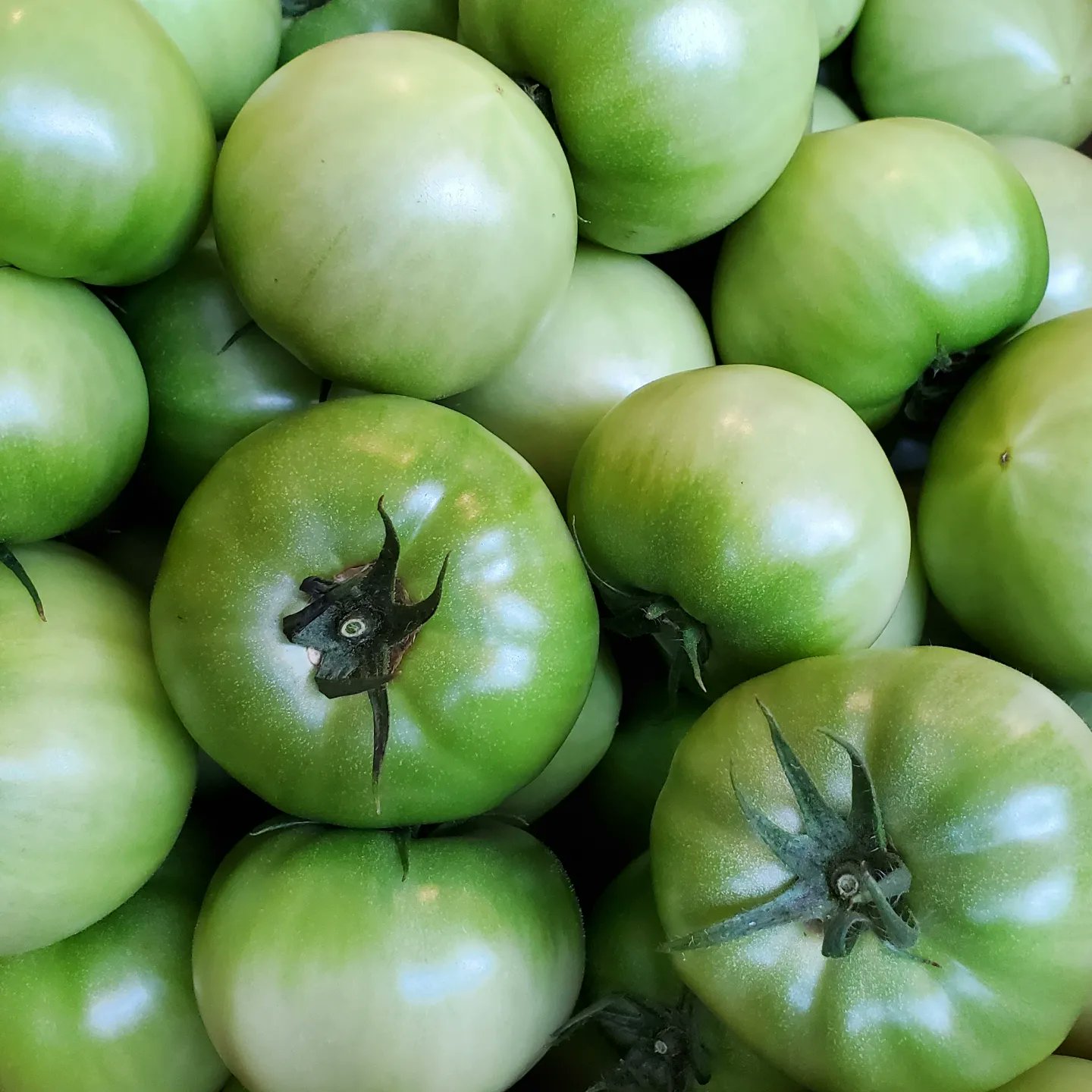 グリーングリルキセツ Kisetsu Tomato Twitter