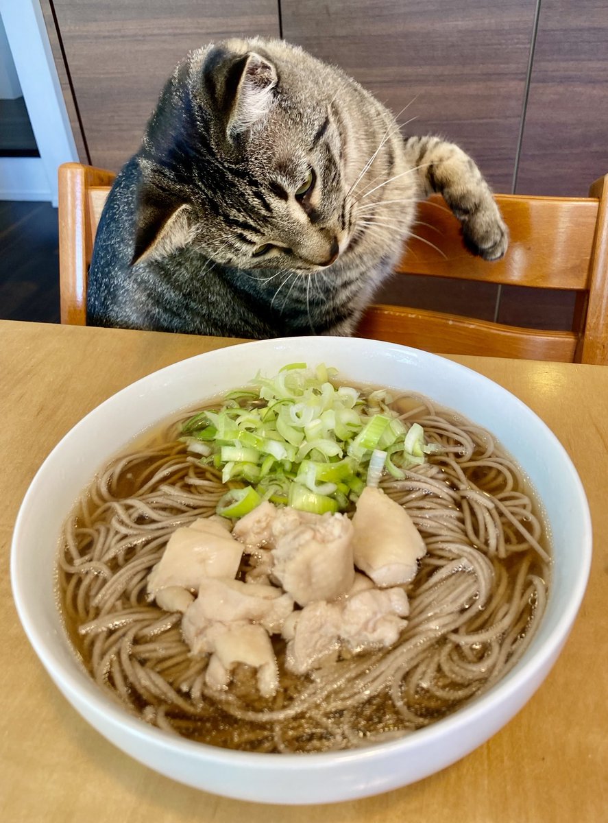 niwandee's tweet photo. フォロワーさんが朝ごはんに食べた富士そばが美味しそうすぎたので、鶏モモ肉でかしわ蕎麦を作った

ムサシがいい角度で狙ってる😂 https://t.co/PIw7J8Xk0f