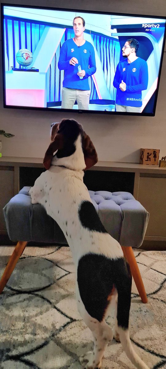 GCBaptista's tweet photo. Sherlock assistindo #NBAnoSportv, mas querendo mesmo é que o @04Marcelinho jogue a Diamond Ball pra ele pegar 🤣🤣 #NBA #mavs #warriors @NBABrasil https://t.co/W0YUJhshF1