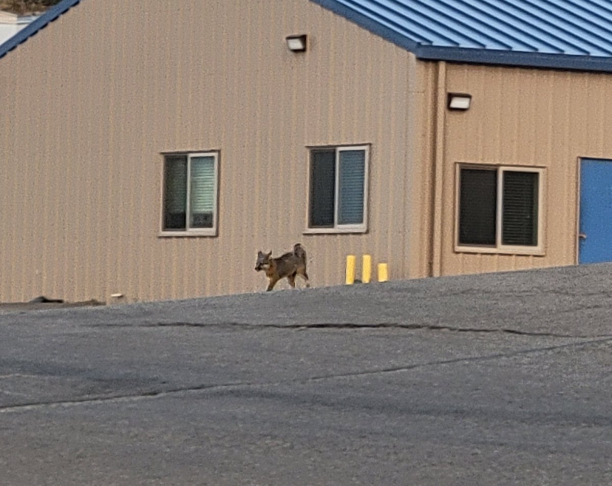 SanDiegofitty's tweet photo. @fafa_514 @renee_michelle3 @KatanaHugo @KarenMarieHart A real fox https://t.co/ZnGN3wBU2x