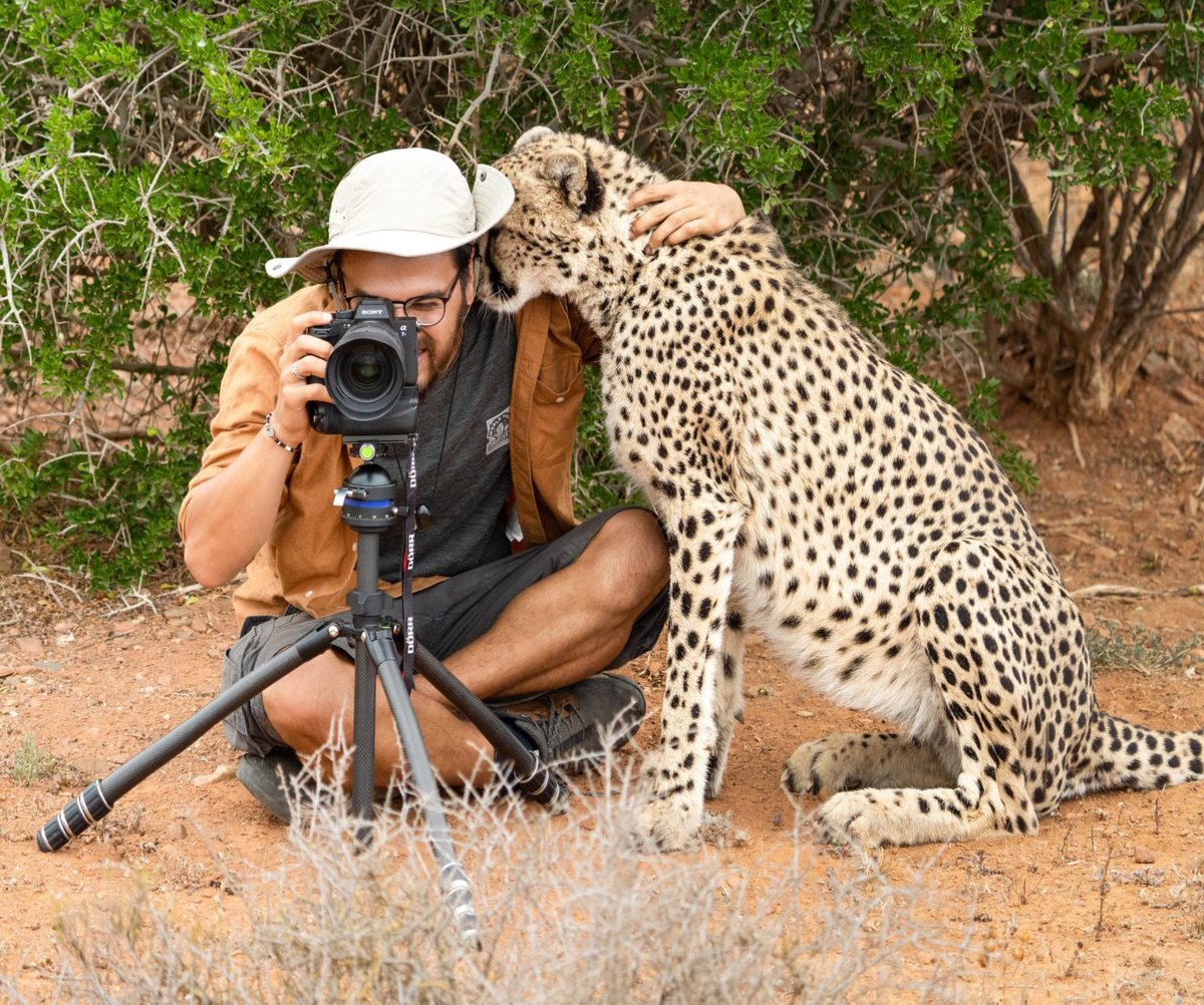 How real men shoot animals. Photographer Sasan Amir was photographing in South Africa when this friendly cheetah came by to check him out.