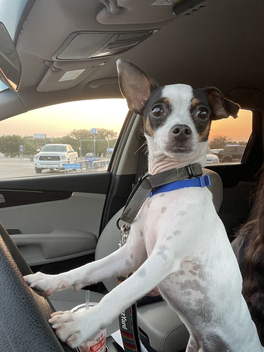 margar211's tweet photo. Max is shocked at these high gas prices! https://t.co/hGD2JwGlZ5