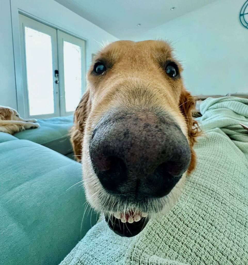 TheGoldenRatio4's tweet photo. BOOP IT!! https://t.co/7SzREHkgEH