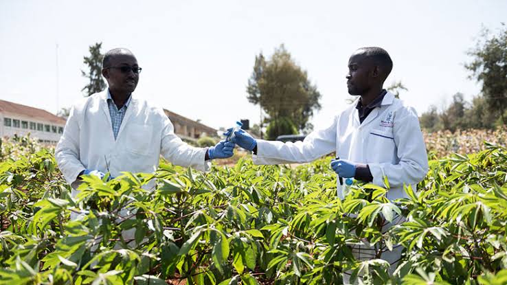 The African Growers tweet media