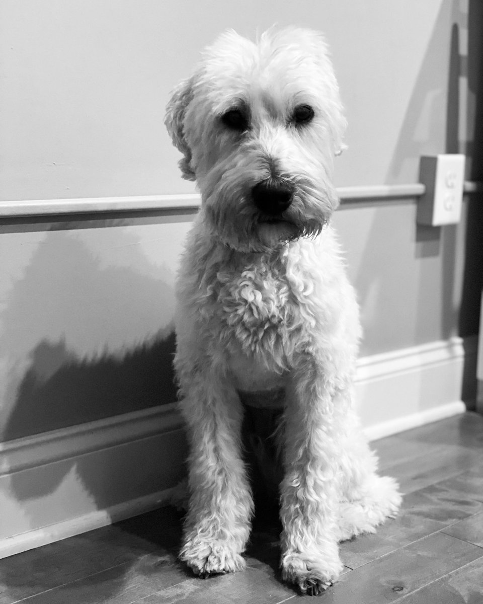 Today was one of the hardest days of my life as I had to say goodbye to Teddy. Cancer stole so much time from us. 5.5 years with you was nowhere near enough time. Thank you for teaching me what unconditional love is. Rest easy bud. I love you forever and always ❤️