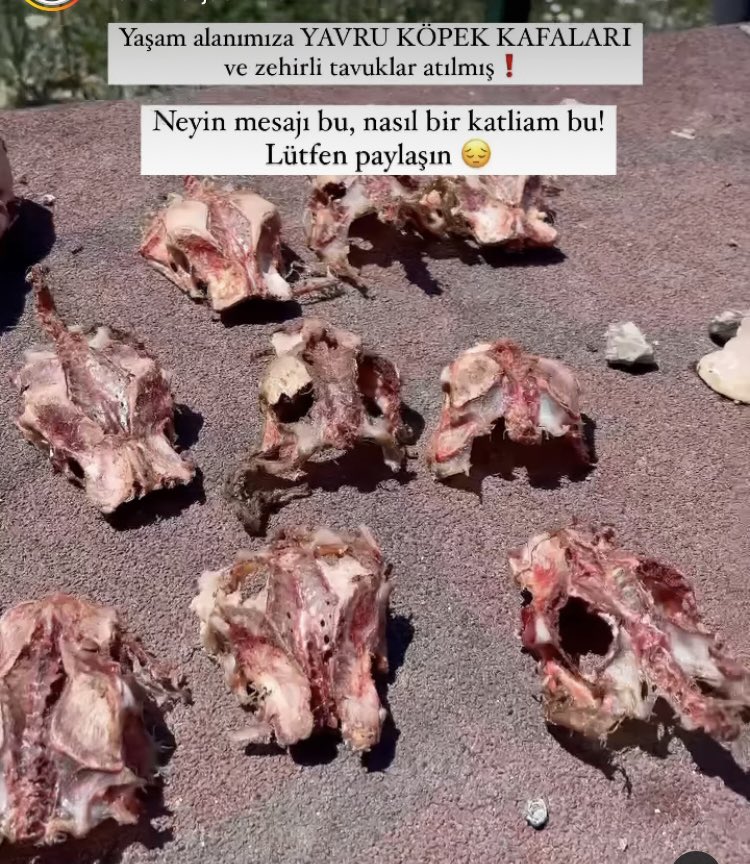 #ankaradakatliamvar bugün imrahorda onlarca köpek zehirlendi. Neredesiniz? Neden duymuyorsunuz?