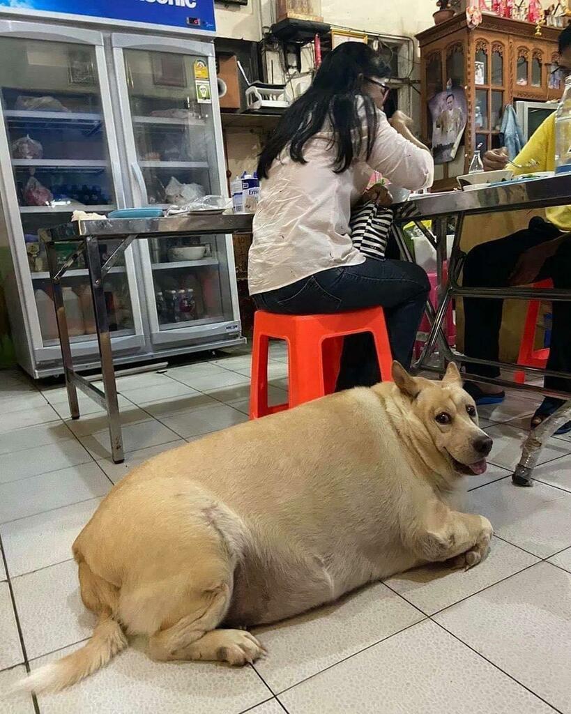 Paulo Vidal tweet media