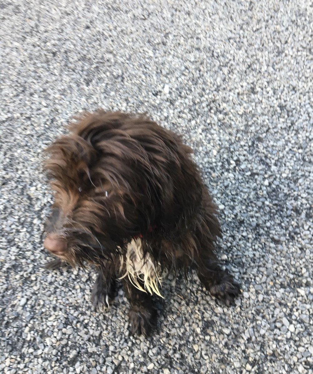 michaelfoers's tweet photo. @gemmaoaten Love it, my little rat when wet is 5 this year. She a princess normally 😂🙈#Cockapoo https://t.co/SizbSni23G