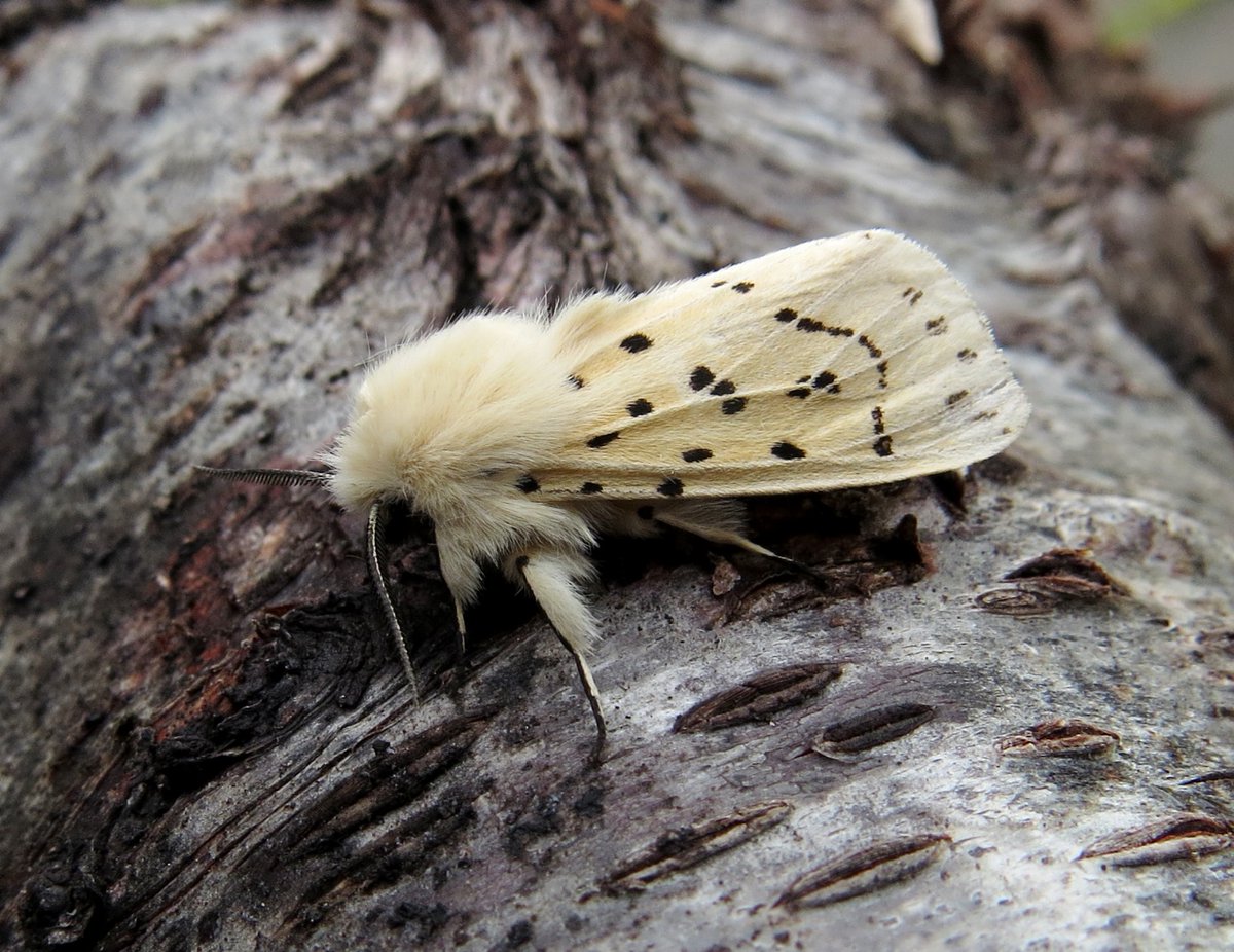 With both #BiodiversityDay and #MothNight taking place this weekend, we are hoping for some lovely species at our upcoming bat amd moth event at Maryculter Community Woodlands this coming Friday #WhiteErmine #MothsMatter