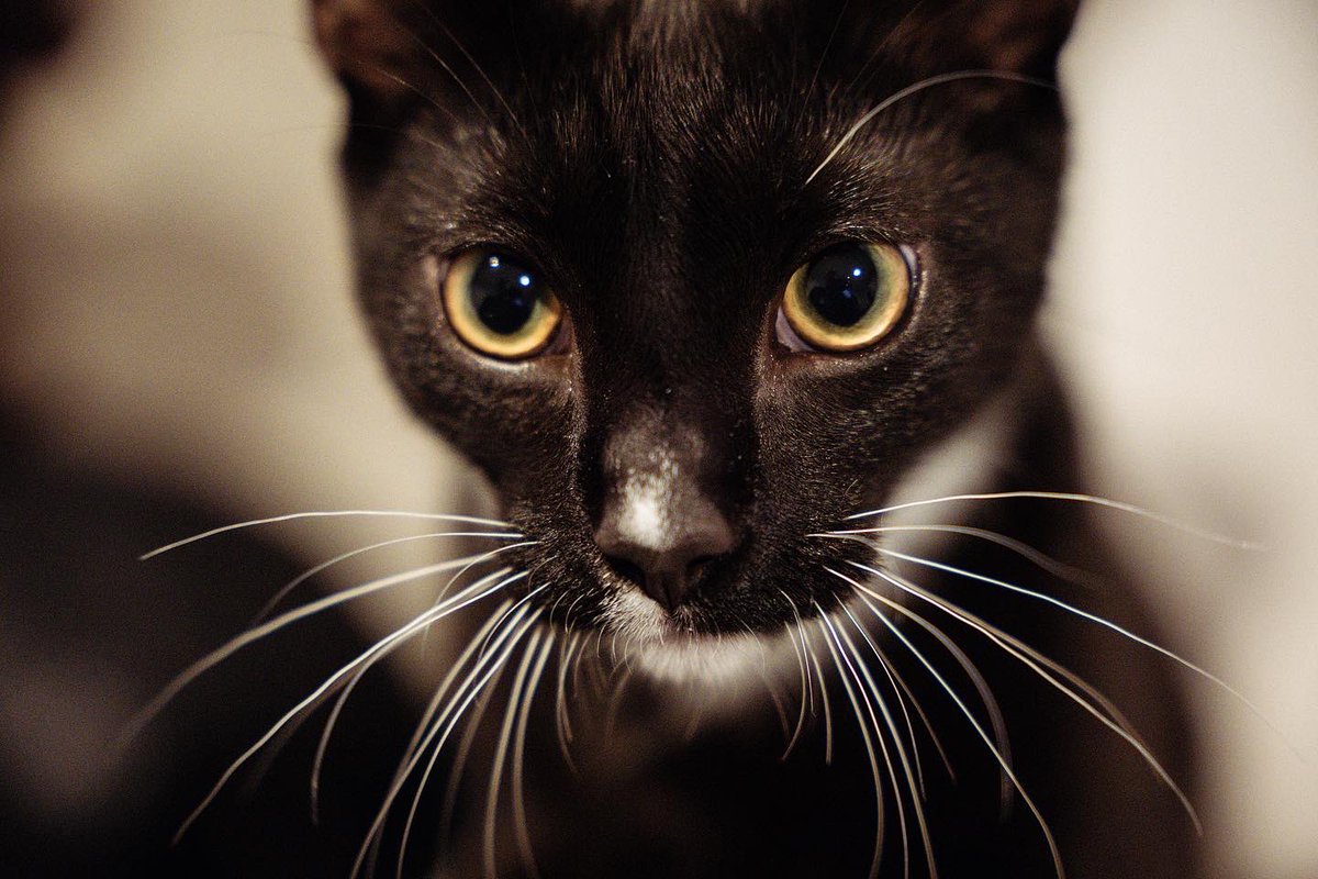 Vildi bara deila með fólkinu hvað kisinn minn er fallegur. Endilega commentið ykkar kisa🥰