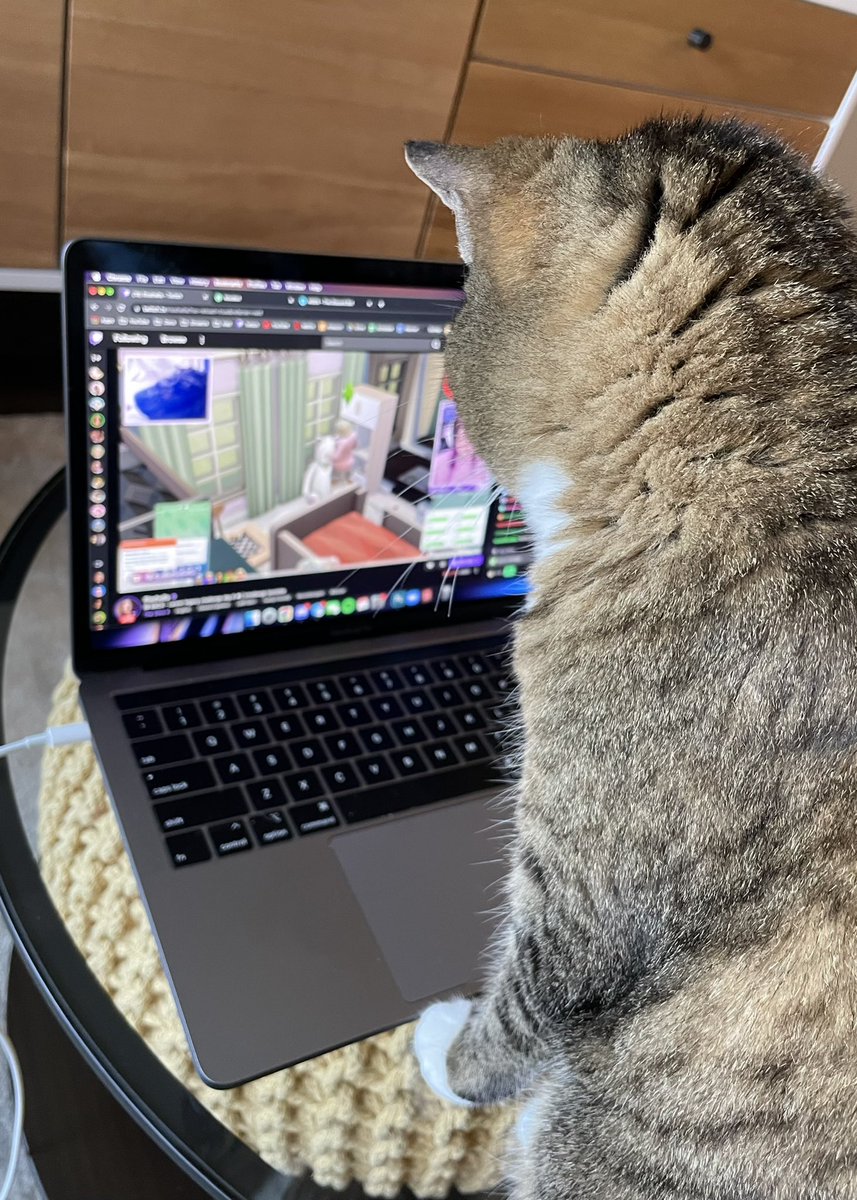 lilsimsie's tweet photo. successfully turned my cat into a simmer https://t.co/581UmO8XJk
