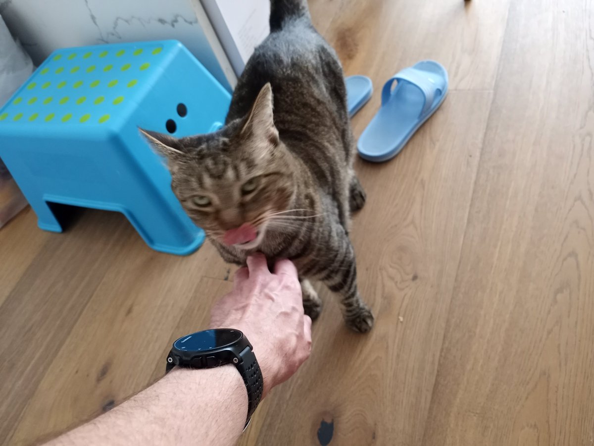 BuckyKatt's tweet image. A sampling of today's clients. #CatsofNewJersey #CatsofTwittter #AdventuresinPetsitting