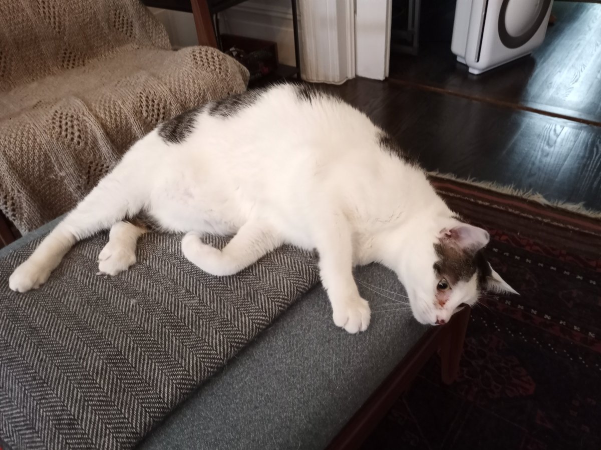 BuckyKatt's tweet image. A sampling of today's clients. #CatsofNewJersey #CatsofTwittter #AdventuresinPetsitting