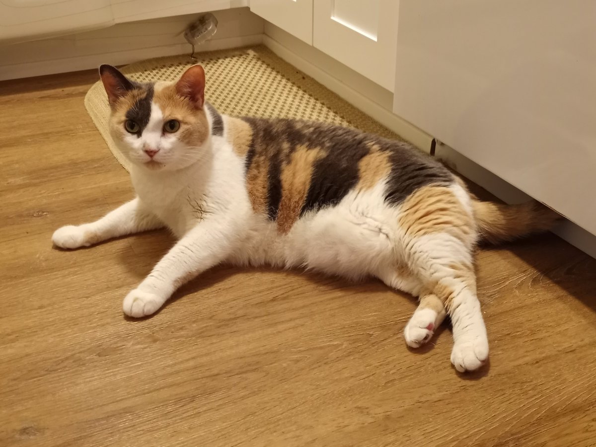 BuckyKatt's tweet image. A sampling of today's clients. #CatsofNewJersey #CatsofTwittter #AdventuresinPetsitting