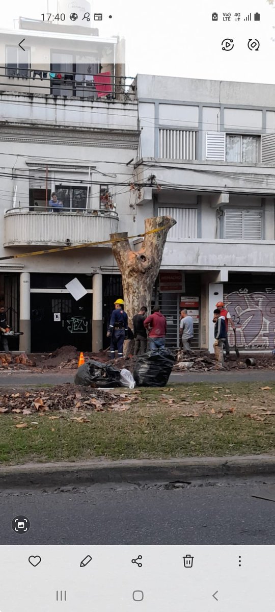 ForoArbol's tweet photo. Hoy por la tarde nos encontramos otra vez con  una mutilación de una plátano sano, en la Av 1 e/ 63 y 64 ,realizamos la denuncia al 147 N°2577935, @JulioGarro , @ppetchart ,@MolteniMariano ,@AlejandroNotto nos podrían informar quien autorizó está poda, que profesional intervino?. https://t.co/Q8ENalAFv4