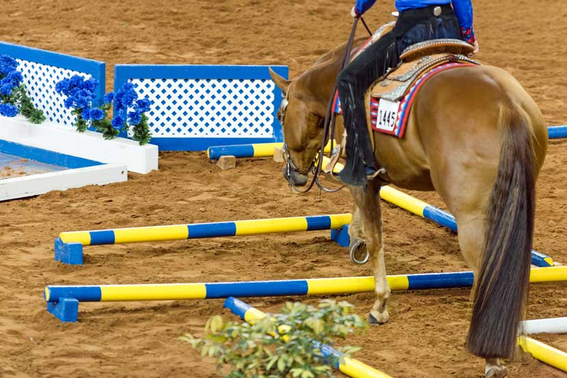 AQHA's tweet photo. Get expert tips from #AQHA Professional Horseman David Busick to correctly maneuver a walkover ➡️ https://t.co/sqtJSYoawf #trailclass #horseshow https://t.co/COxmJQb0Ut